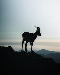 silhouette goat on the mountain