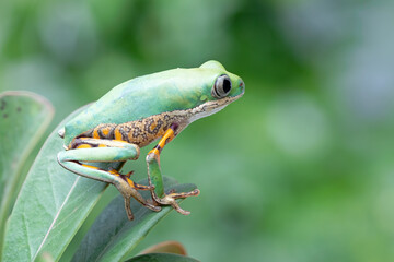 Phyllomedusa hypochondrialis climbing on green leaves