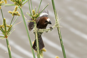 Amblyospize à front blanc, nid, .Amblyospiza albifrons, Thick billed Weaver