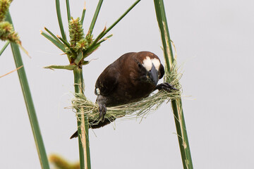 Amblyospize à front blanc, nid, .Amblyospiza albifrons, Thick billed Weaver