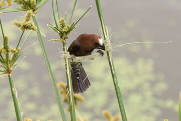 Amblyospize à front blanc, nid, .Amblyospiza albifrons, Thick billed Weaver