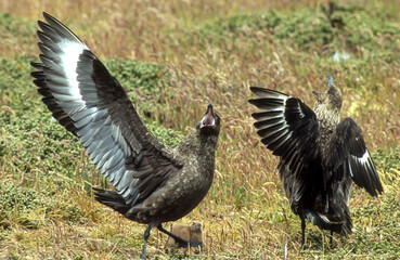 Grand Labbe, parades,.Stercorarius skua, Great Skua