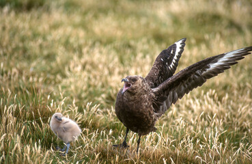 Grand Labbe, parades, jeune,.Stercorarius skua, Great Skua