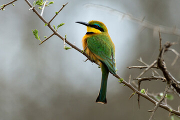 Guêpier nain,.Merops pusillus, Little Bee eater