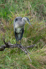 Héron cendré, Ardea cinerea, Grey Heron