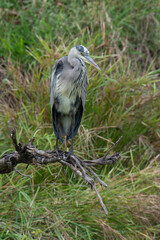 Héron cendré, Ardea cinerea, Grey Heron