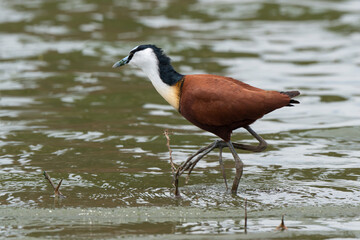Jacana à poitrine dorée,.Actophilornis africanus, African Jacana, Parc national Kruger, Afrique du Sud