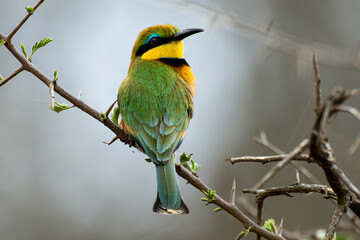 Guêpier nain,.Merops pusillus, Little Bee eater