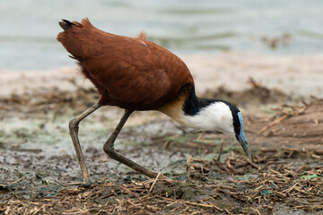 Jacana à poitrine dorée,.Actophilornis africanus, African Jacana, Parc national Kruger, Afrique du Sud