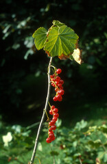 Groseillier, Ribes rubrum