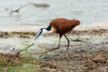 Jacana à poitrine dorée,.Actophilornis africanus, African Jacana, Parc national Kruger, Afrique du Sud