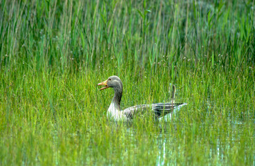 Oie cendrée,.Anser anser, Greylag Goose