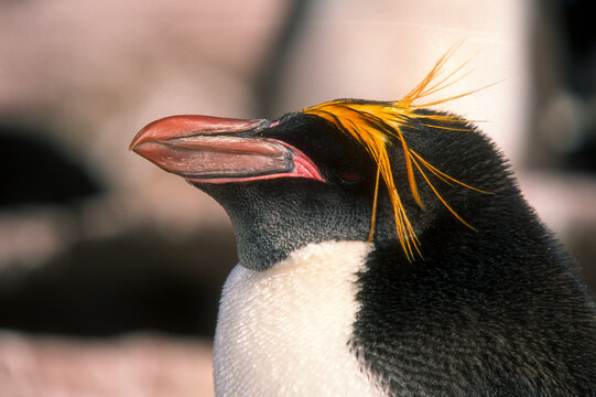 Gorfou dor&eacute;,.Eudyptes chrysolophus, Macaroni Penguin, Iles Falkland, Iles Malouines