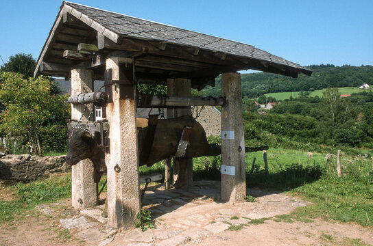 Plateau, ferrage des boeufs
