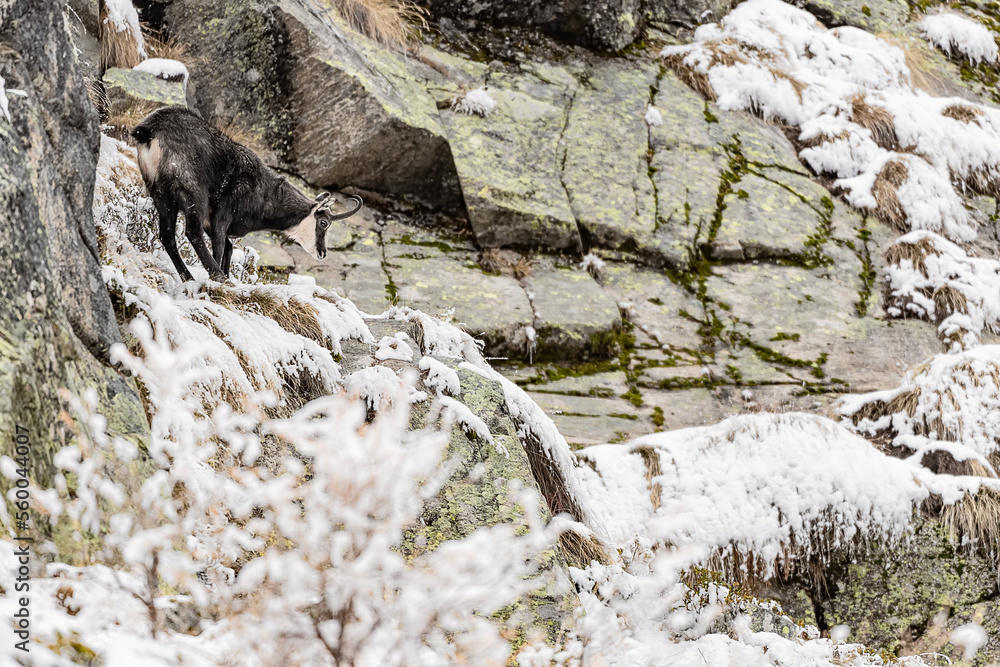 Sticker Alpine chamois on extreme terrain in the winter season (Rupicapra rupicapra)