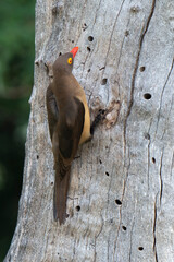 Piqueboeuf à bec rouge, Red billed Oxpecker, Buphagus erythrorhynchus