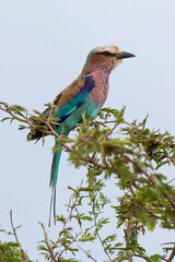 Rollier à longs brins,. Coracias caudatus, Lilac breasted Roller