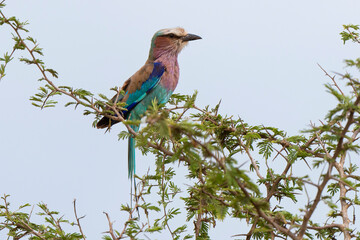 Rollier à longs brins,. Coracias caudatus, Lilac breasted Roller