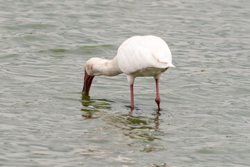 Spatule d'Afrique,.Platalea alba, African Spoonbill