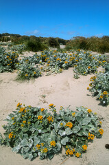Senecio, Senecio candicans, Iles Malouines, Iles Falkland