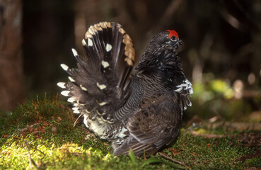 Tétras du Canada, parades, mâle, .Canachites canadensis , Spruce Grouse