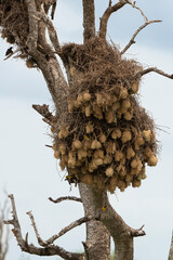 Tisserin gendarme, colonie, nid, .Ploceus cucullatus, Village Weaver, Afrique du Sud