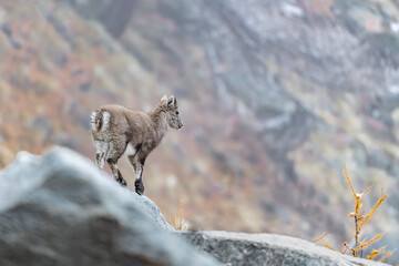 A little prince of the Alps, young ibex on the rocks in the autumn season (Capra ibex)