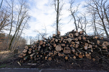 brennholz im wald baumstamm