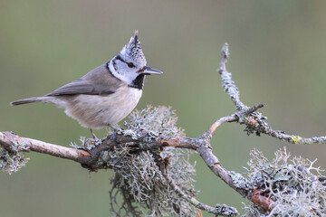 Crested tit in winter © harri
