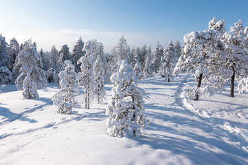 Winter landscape with snow covered trees in Finnish Lapland.