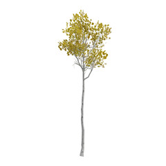 Fototapeta premium Populus tremuloides, Quaking aspen isolated on white, 3d rendering of Quaking aspen tree PNG transparent, architecture visualization