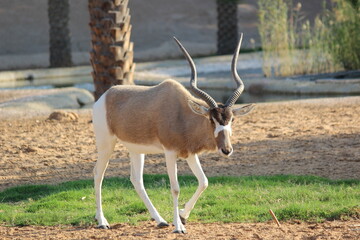 Wild without wilderness in Zoo