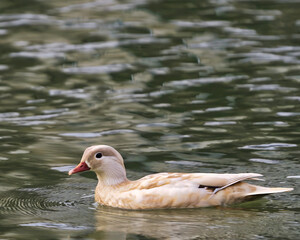 duck in the water