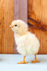 One little yellow cute chick 