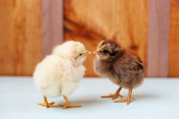 two chicks - white and brown look at each other