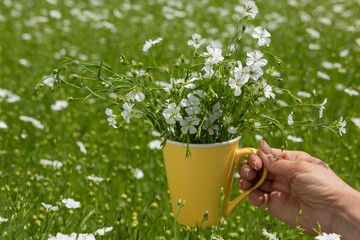 A woman's hand holds a yellow cup with a bouquet of flax flowers, against the background of green flax plants
