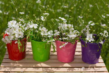 Fototapeta na wymiar four small buckets of different colors, full of green flax plants with flowers