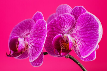 Naklejka na ściany i meble Purple orchid flower phalaenopsis, with water drops phalaenopsis or falah on a pink background.