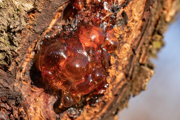 Smooth resin, interesting ephemera on a tree