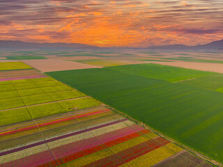 The view of tulip gardens lined up beautifully in nature is wonderful.