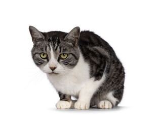 Fototapeta premium Sweet elderly house cat, laying dowbp facing front. Looking towards camera. Isolated on a white background.
