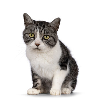 Sweet elderly house cat, sitting up facing front. Looking towards camera. Isolated on a white background.