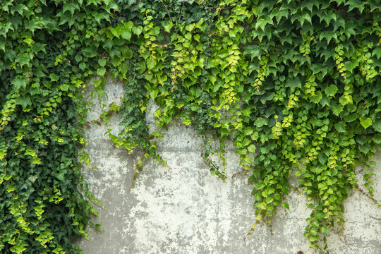 Background old wall and ivy leaves © eliosdnepr