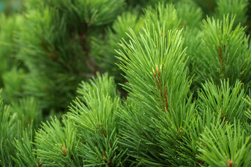 Spruce branch. Beautiful branch of spruce with needles. Christmas tree in nature. Green spruce. Spruce close up.