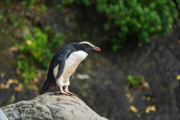Fiordland penguin (Eudyptes pachyrhynchus)