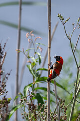 Euplectes orix - Southern Red Bishop - Euplecte ignicolore