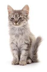 Kitten on white background.
