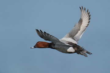 common pochard in a sea