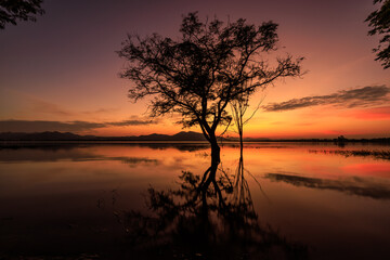 silhouetted trees reflected in water and over colorful sunset background, romantic at twilight for wallpaper