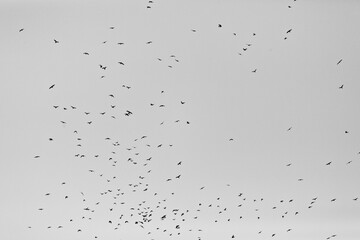 VogelSchwam 